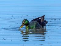 Smaragdente Männchen